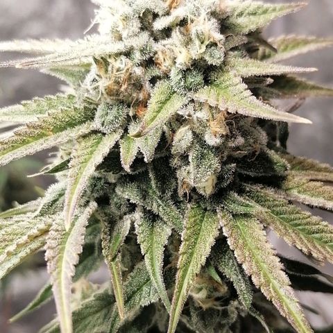 Mother gorilla RQS growlog timeline photo