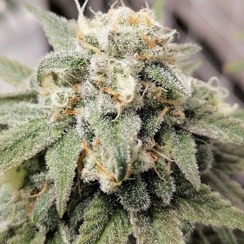 Mother gorilla RQS growlog timeline photo