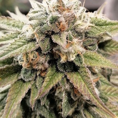 Mother gorilla RQS growlog timeline photo