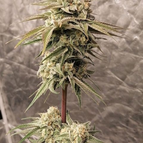 Mother gorilla RQS growlog timeline photo