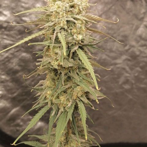 Special kusk #1 growlog timeline photo