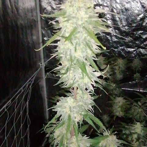 Special kusk #1 growlog photo: Harvest 2day