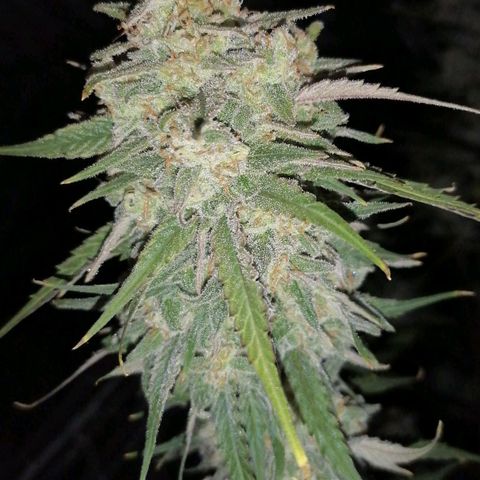 Special kusk #1 growlog timeline photo