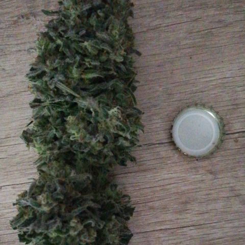 Special kusk #1 growlog timeline photo
