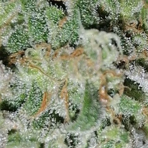 Special kusk #1 growlog timeline photo