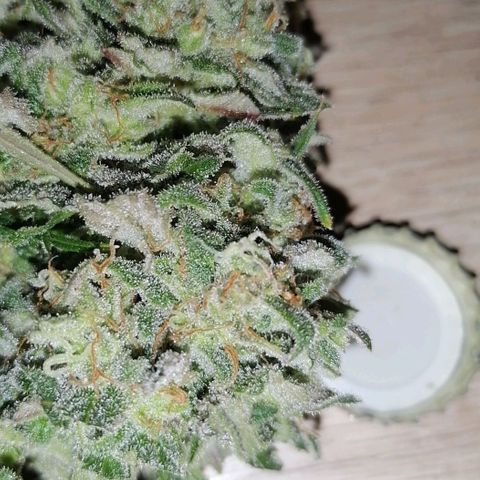 Special kusk #1 growlog timeline photo