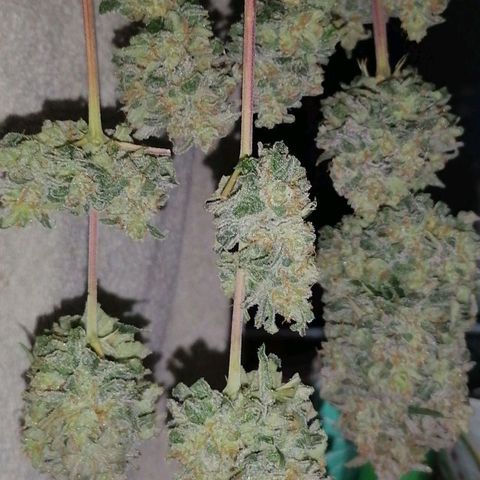 Special kusk #1 growlog timeline photo