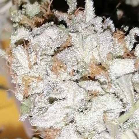 Special kusk #1 growlog timeline photo