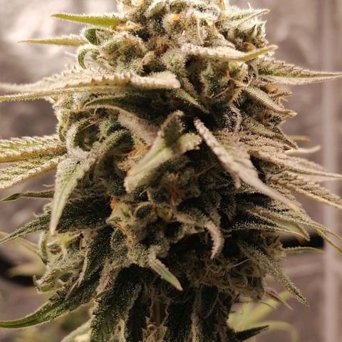 Mother gorilla RQS growlog timeline photo