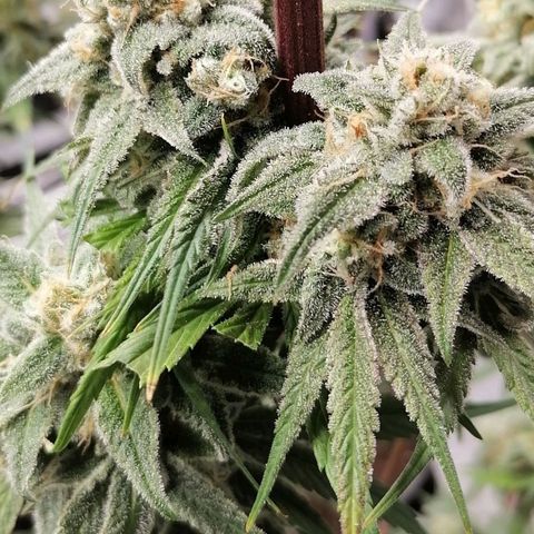 Mother gorilla RQS growlog timeline photo