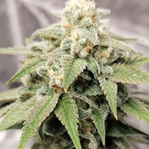 Mother gorilla RQS growlog timeline photo