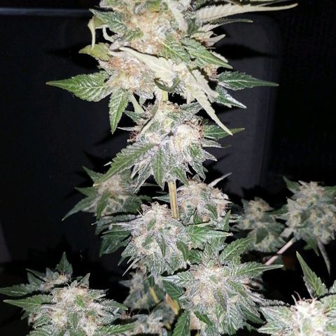 Grandmommy purple growlog timeline photo