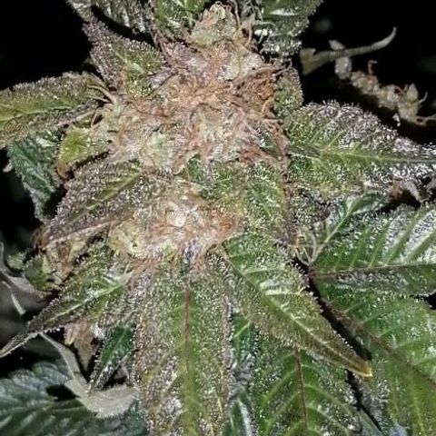 Grandmommy purple growlog timeline photo