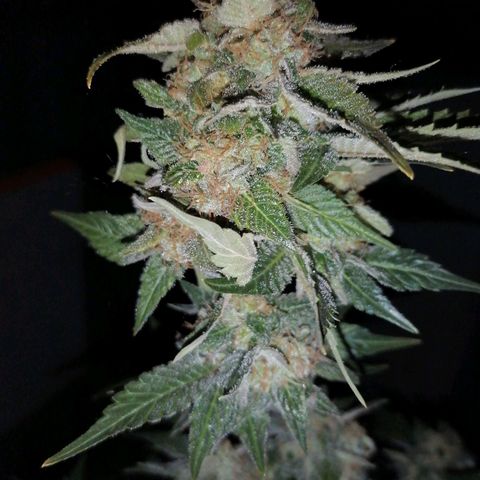Grandmommy purple growlog timeline photo