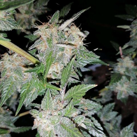 Grandmommy purple growlog timeline photo
