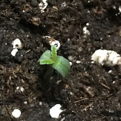 Green Gelato Automatic growlog timeline photo