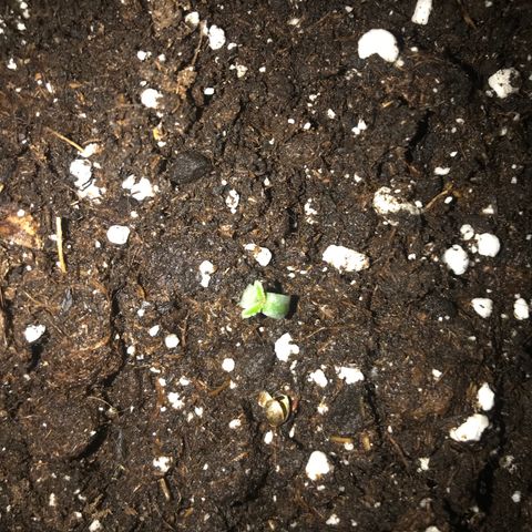 Green Gelato Automatic growlog timeline photo