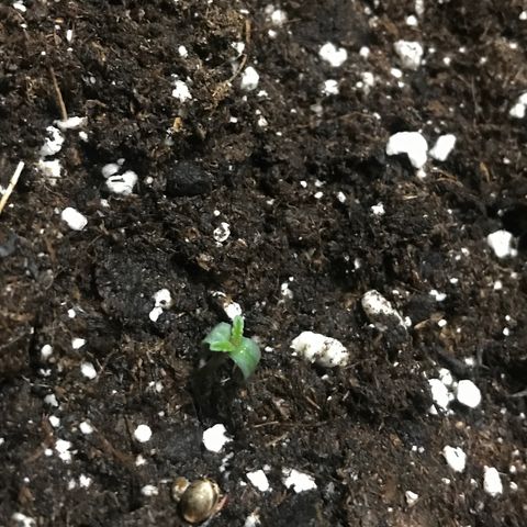 Green Gelato Automatic growlog timeline photo