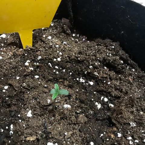 Green Gelato Automatic growlog timeline photo