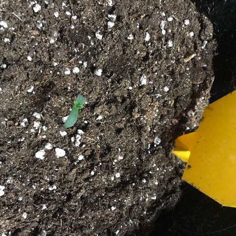 Green Gelato Automatic growlog timeline photo