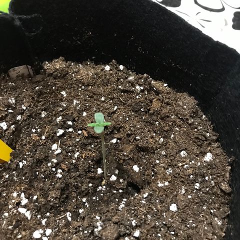 Green Gelato Automatic growlog timeline photo