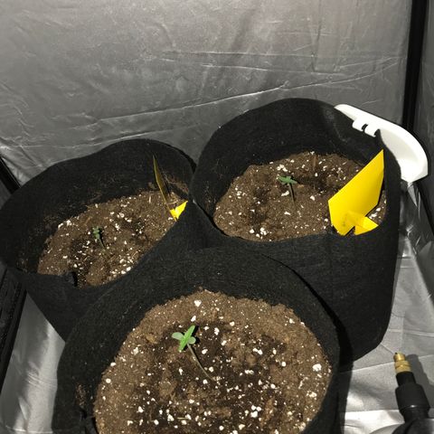 Green Gelato Automatic growlog timeline photo