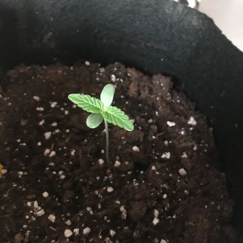 Green Gelato Automatic growlog timeline photo