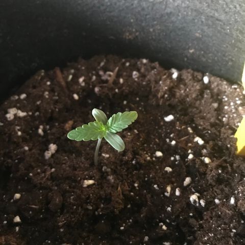 Green Gelato Automatic growlog timeline photo