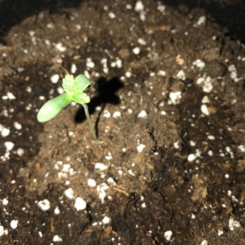 Green Gelato Automatic growlog timeline photo