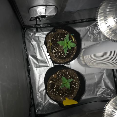 Green Gelato Automatic growlog timeline photo