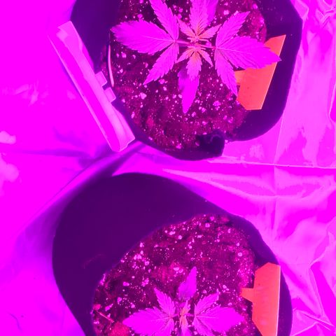 Green Gelato Automatic growlog timeline photo