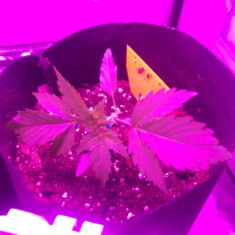 Green Gelato Automatic growlog photo: LST