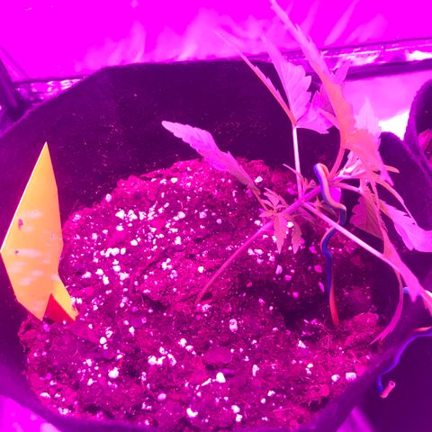 Green Gelato Automatic growlog photo: LST