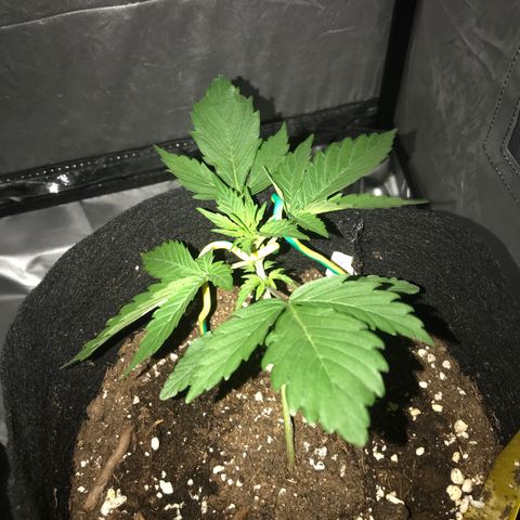 Green Gelato Automatic growlog timeline photo