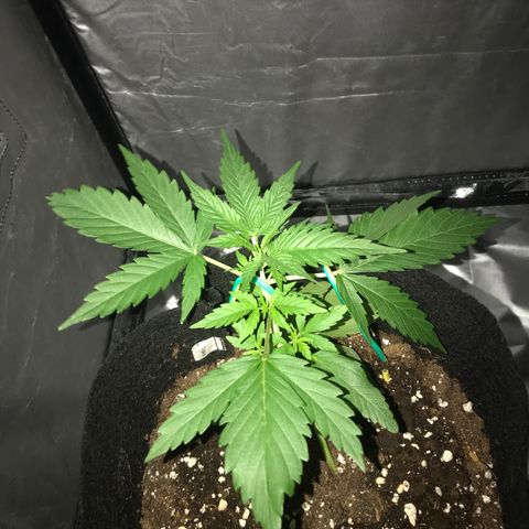 Green Gelato Automatic growlog timeline photo