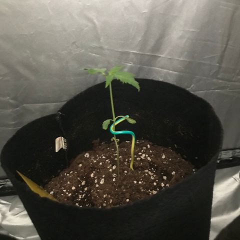 Green Gelato Automatic growlog timeline photo