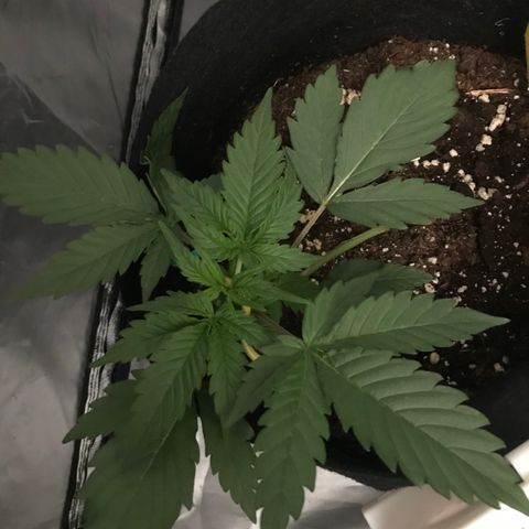 Green Gelato Automatic growlog timeline photo