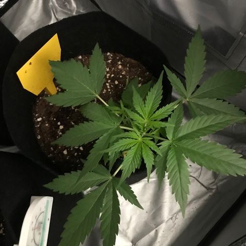 Green Gelato Automatic growlog timeline photo