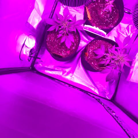 Green Gelato Automatic growlog timeline photo