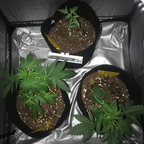 Green Gelato Automatic growlog timeline photo