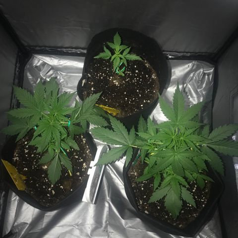 Green Gelato Automatic growlog timeline photo