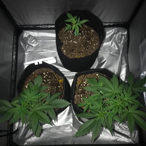 Green Gelato Automatic growlog timeline photo