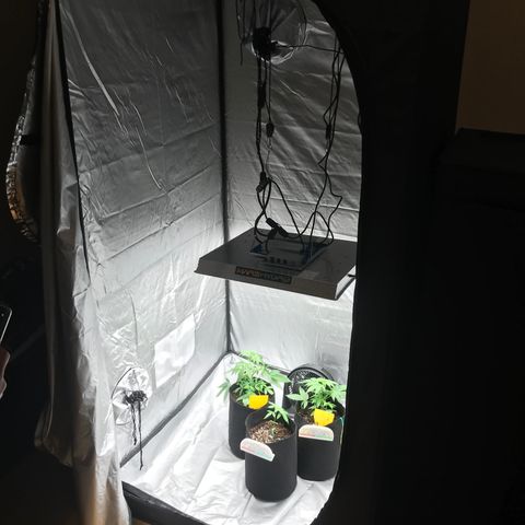 Green Gelato Automatic growlog timeline photo