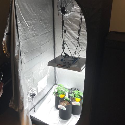 Green Gelato Automatic growlog timeline photo
