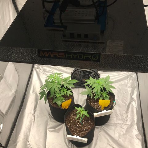 Green Gelato Automatic growlog timeline photo