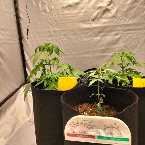 Green Gelato Automatic growlog timeline photo