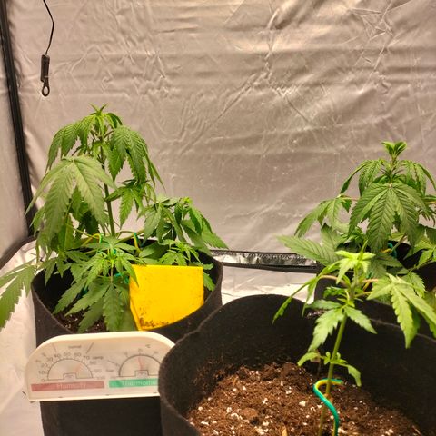 Green Gelato Automatic growlog timeline photo