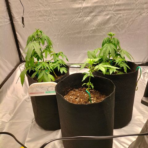 Green Gelato Automatic growlog timeline photo