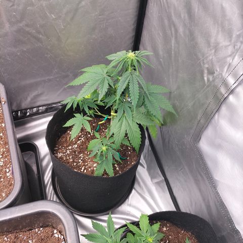 Green Gelato Automatic growlog timeline photo