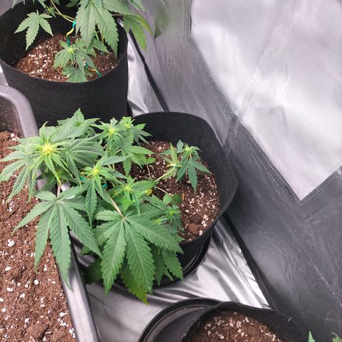 Green Gelato Automatic growlog timeline photo